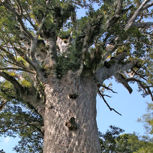 Original Archivist - Nature