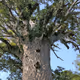 Original Archivist - Nature