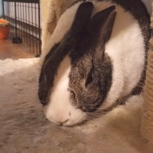 Orion the Bun