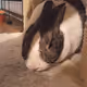 Orion the Bun