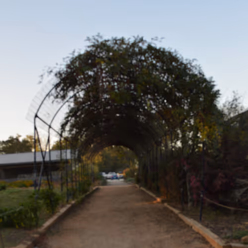 Overhead trellis