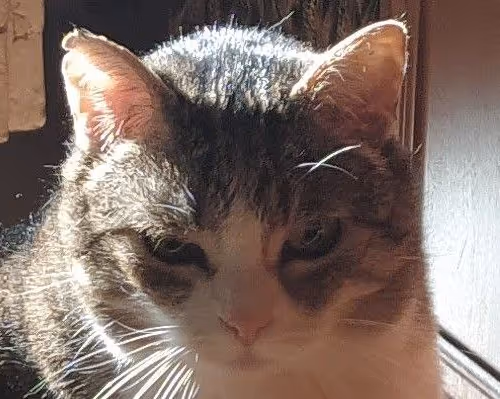 Overweight cat with superpowers
