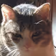Overweight cat with superpowers