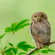 Owl V3