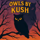 Owls by Kush
