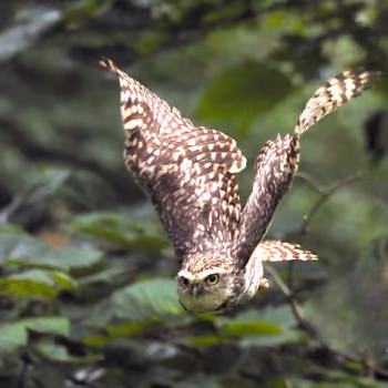Owls by Janice Gill - old