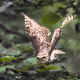 Owls by Janice Gill - old