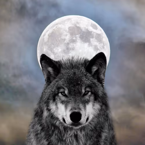 Owners of the Forest - old