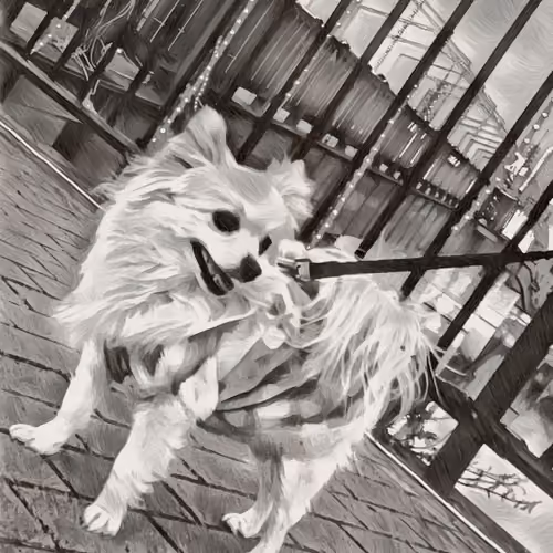 p-dog01