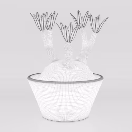 Pachypodium