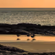 Pacifics Doves by JhonnyR
