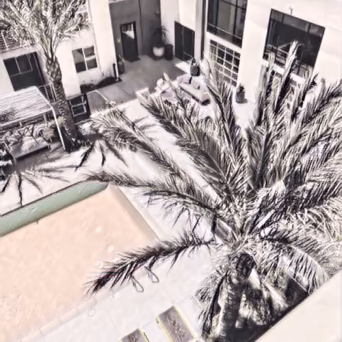 Palms living near Palms