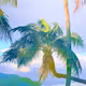 Palms Of Miami - Sunset Coral Palette