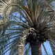 palm-trees