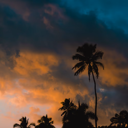 Palmtrees and Pastel Skies