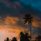 Palmtrees and Pastel Skies