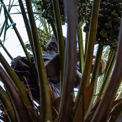 Palm Trees Storyline