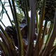 Palm Trees Storyline