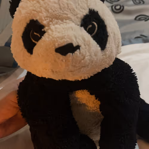 Panda Bear Yacht Club