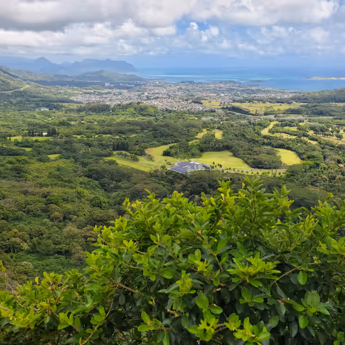 Panda Bears Art Gallery