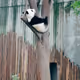 PandaClimbingTree