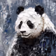 Panda's Grace.