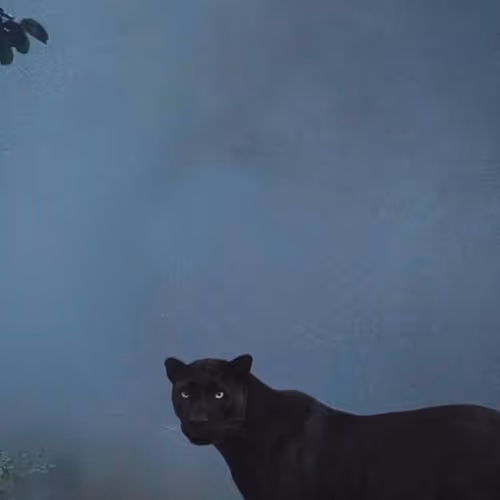 $PANTHER