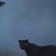 $PANTHER