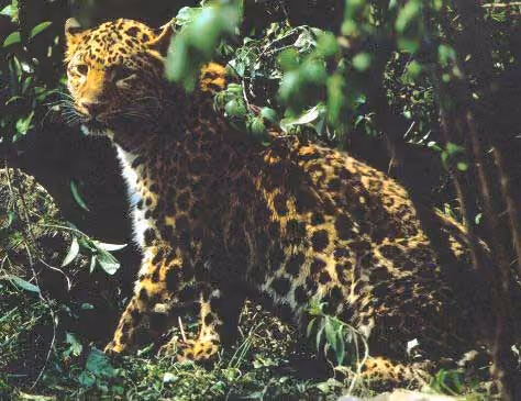 Panthera pardus V2