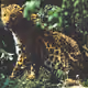 Panthera pardus V2