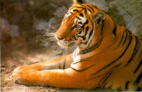 Panthera tigris V2