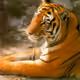 Panthera tigris V2