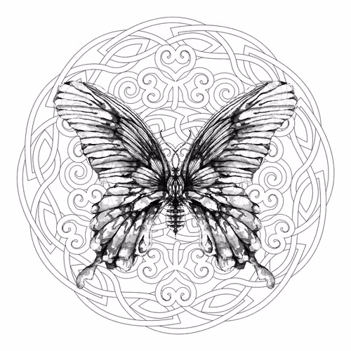Papilio spp.