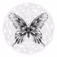 Papilio spp.