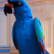 Who let the Parrots out ? - old