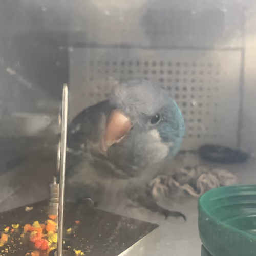 ParrotStupidpid