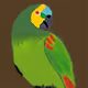 Parrot Loro