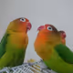 Parrots Gathering