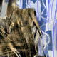 Particle collages