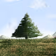 a car under the tree - old