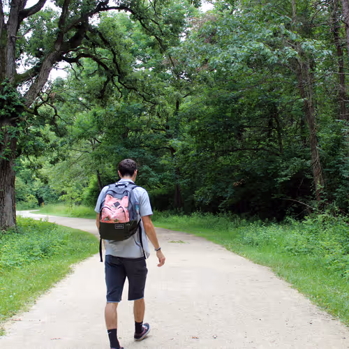 Parynoid Pictures - old V2