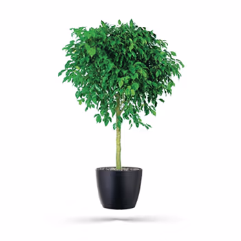 Passion for the Boring