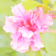 Pastel Photos - old