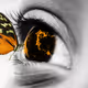 butterfly eye