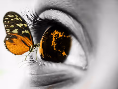 butterfly eye