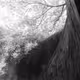 Path To Covalent - old