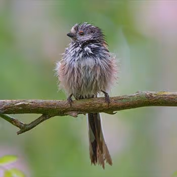 Paul Stephenson Wildlife Photography