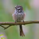 Paul Stephenson Wildlife Photography
