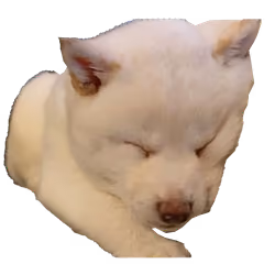 Peach the Shiba