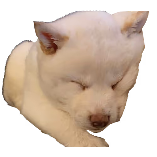 Peach the Shiba